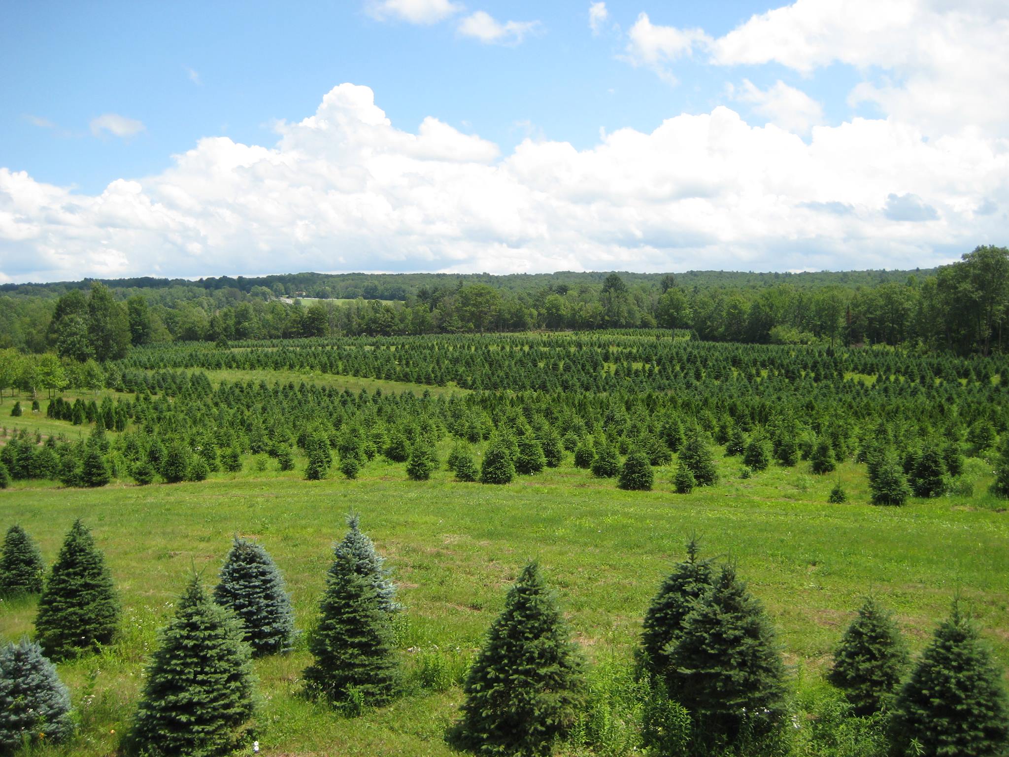 Pine Cones - Goderie's Tree Farm